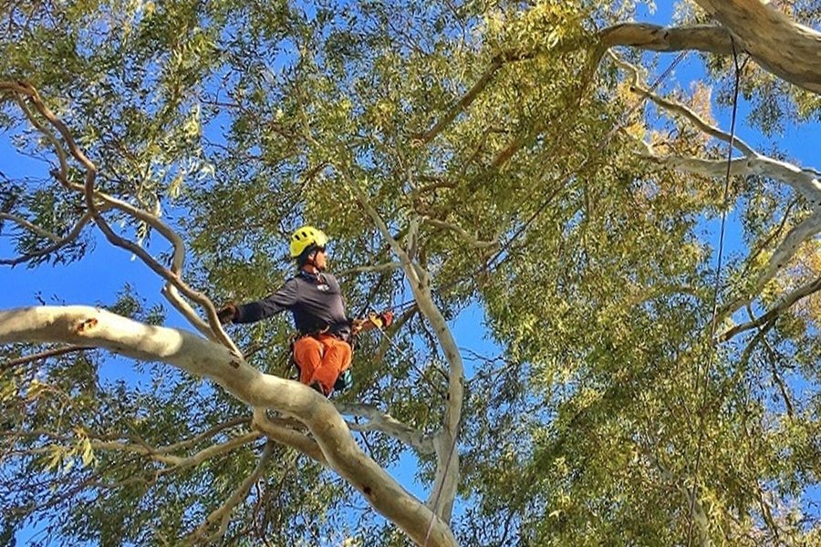 poda arboles zona norte
