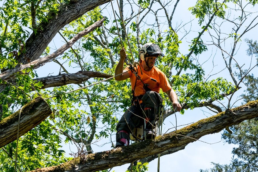 podador arboles zona norte