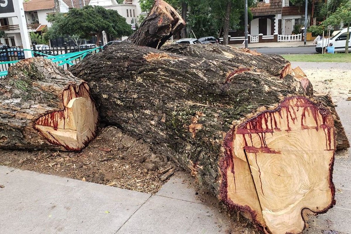 poda de arboles caba