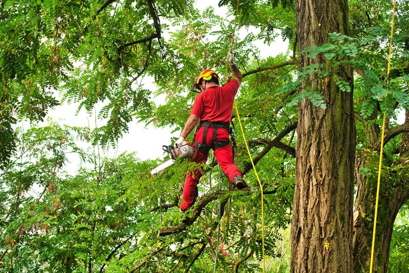 podador de arboles caba