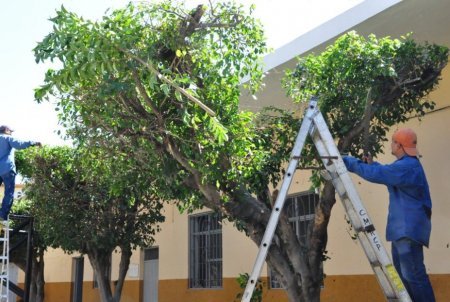 tala de arboles zona norte