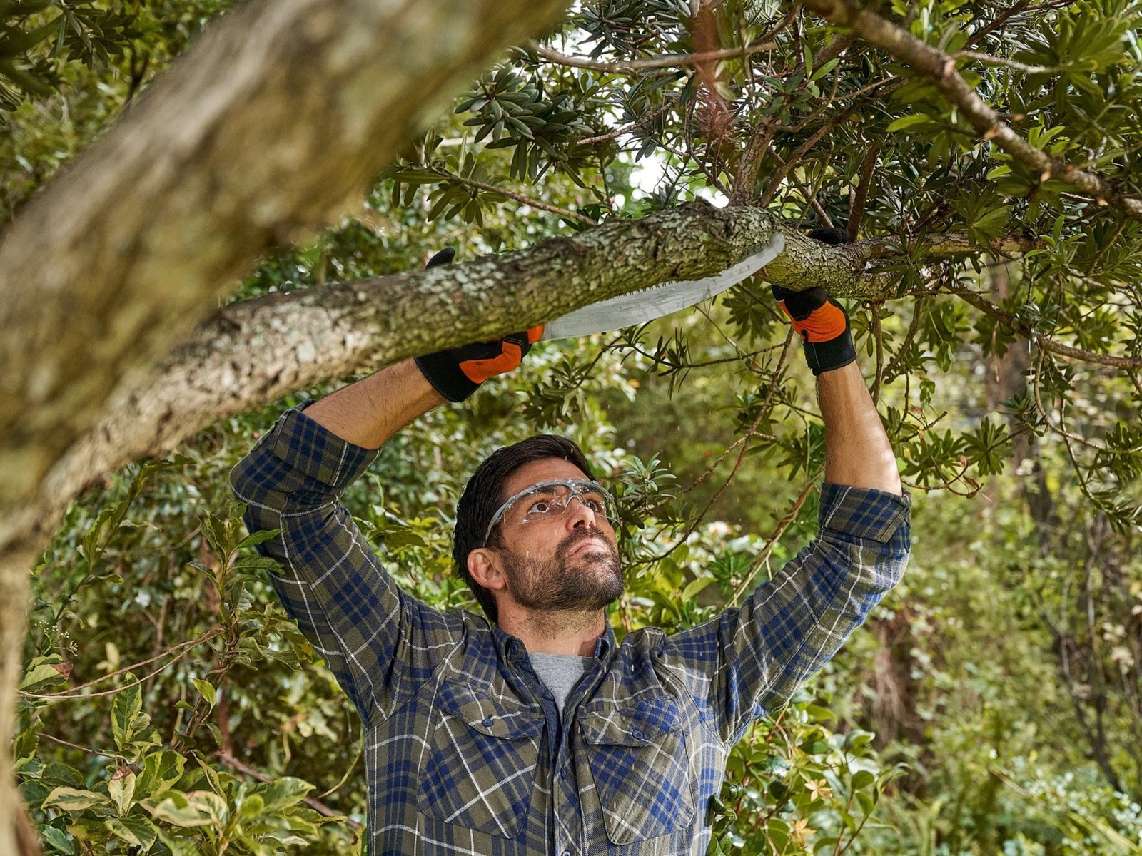 servicio poda arboles