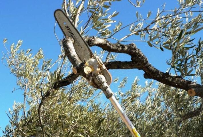 podas arboles altura zona norte