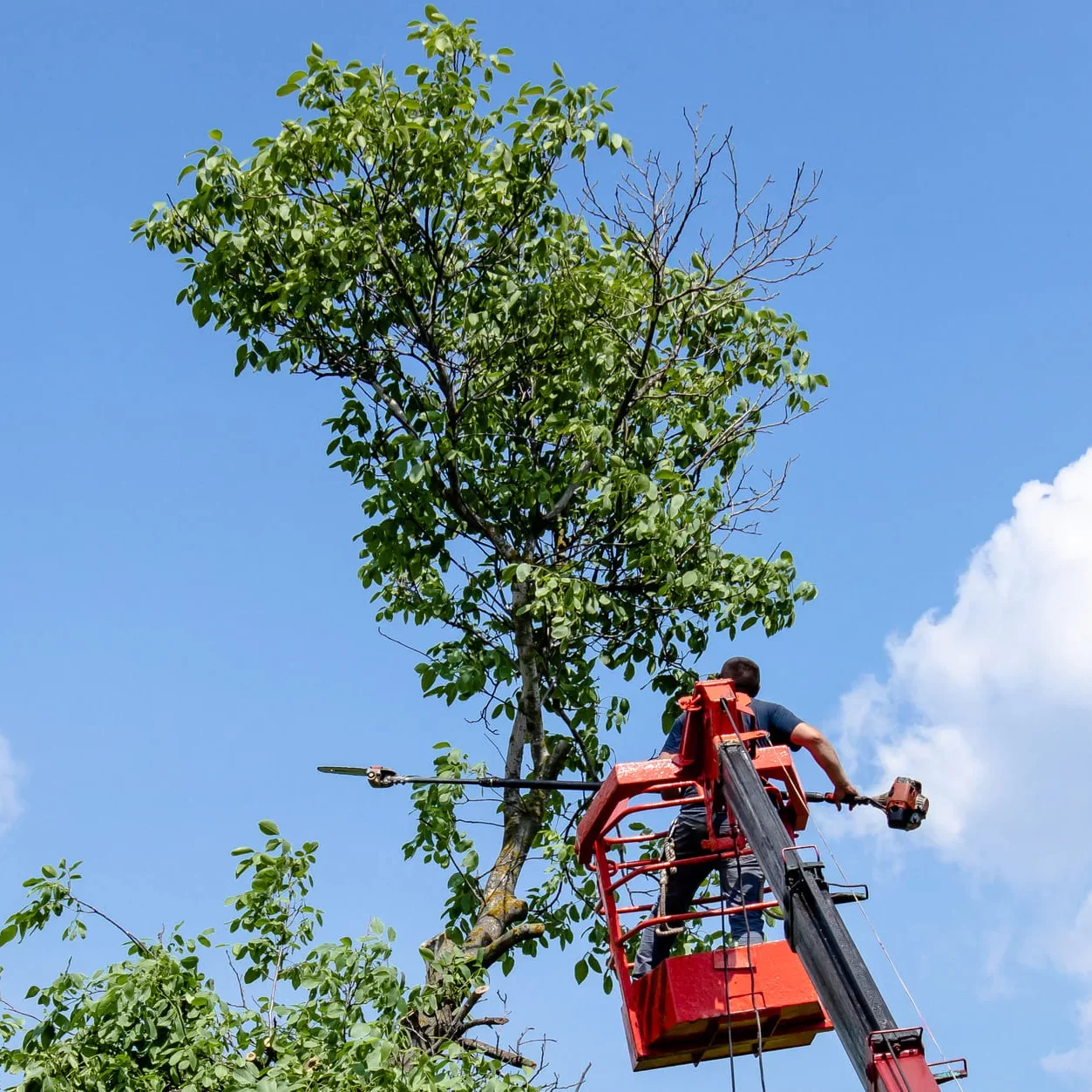 poda de limonero zona oeste