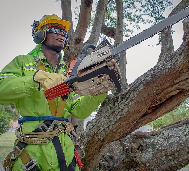 poda profesional arbol
