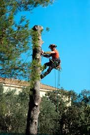 poda de árboles a domicilio